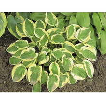 Hosta plant met groen-gele bladeren in de tuin