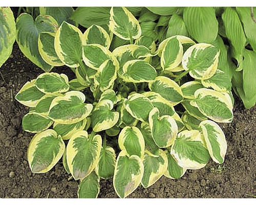 Hosta plant met groen-gele bladeren in de tuin
