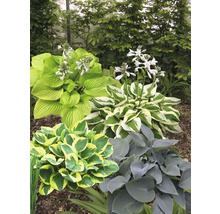 Verschillende Hosta planten in de tuin