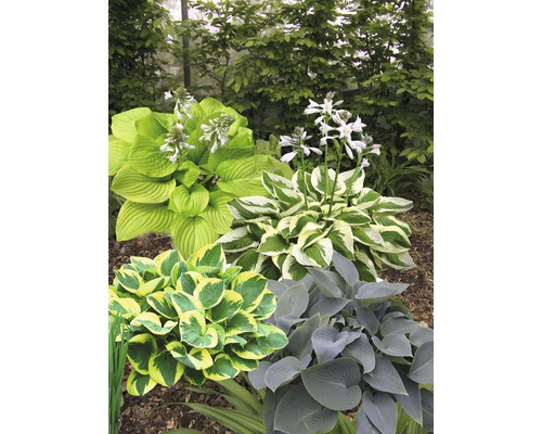 Verschillende Hosta planten in de tuin