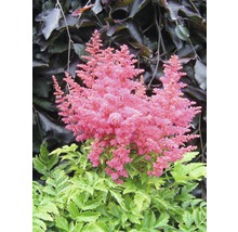Astilbe met roze bloemen en groene bladeren