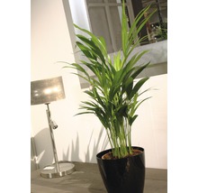 Kamerplant Areca palm in pot naast tafellamp