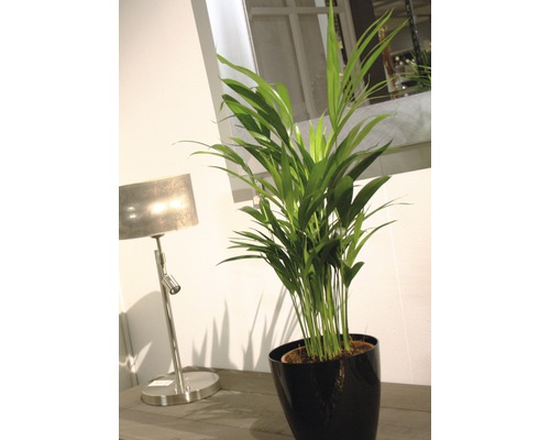 Kamerplant Areca palm in pot naast tafellamp