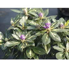 FLORASELF Azalea Rhododendron Hybride 'Goldflimmer' H 30-40 cm