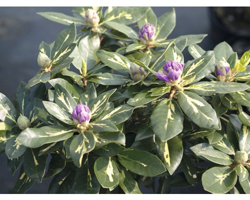 Rhododendron met paarse bloemknoppen en groene bladeren