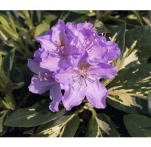 FLORASELF Azalea Rhododendron Hybride 'Goldflimmer' H 30-40 cm
