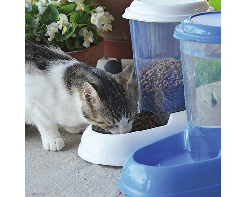 Kat eet uit een voederbak voor huisdieren