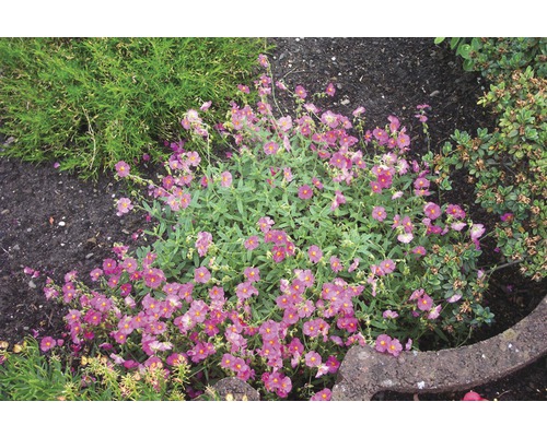 Zonneroosje met violette bloemen in de tuin.