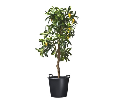 Mandarinenboom in zwarte plantenbak