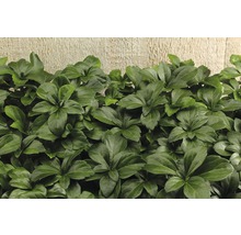 Zwaardlelie plant