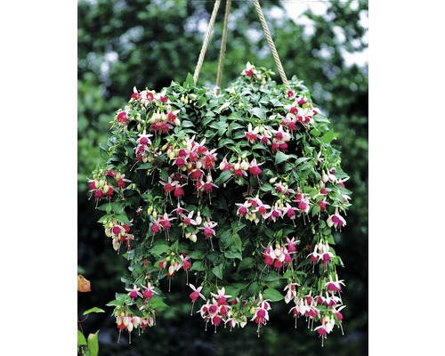 Hangende fuchsia met bloemen