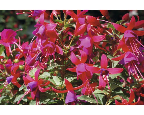 Fuchsia bloemen met bladeren