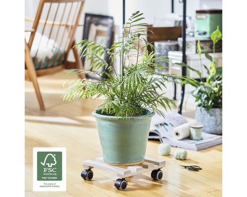 Kamerplant in een pot op een plantenroller met wielen en FSC-keurmerk