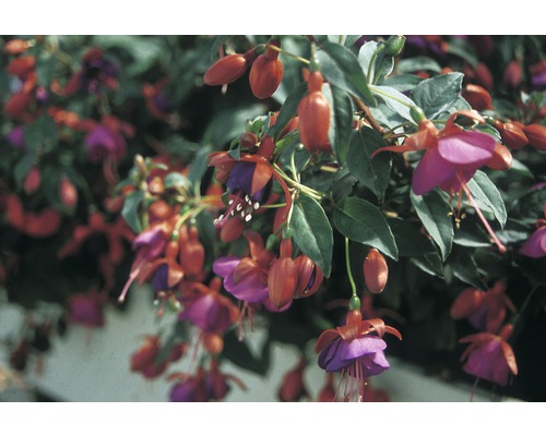 FLORASELF Bellenplant Fuchsia-Cultivars potmaat Ø 10.5 cm