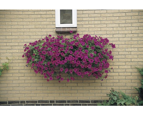 Paarse petunia''s in een bloembak aan een bakstenen muur
