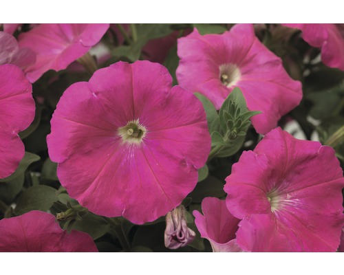 Close-up van roze petuniabloemen