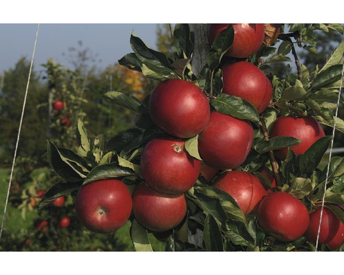 FLORASELF® Appelboom Malus domestica 'Jonagold'