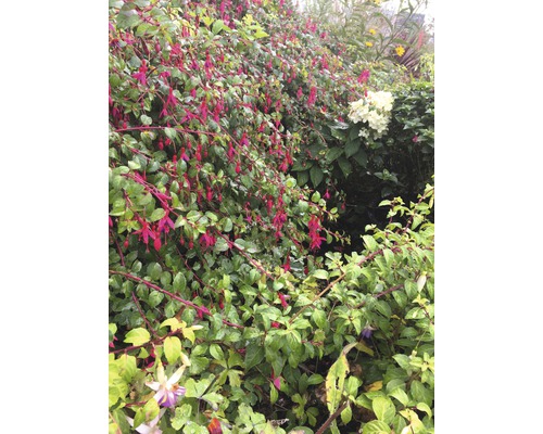 Fuchsia''s met groene bladeren in de tuin