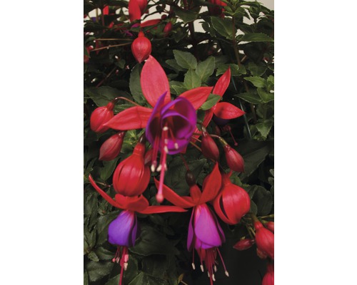 Bloeiende fuchsia met rode en paarse bloemen