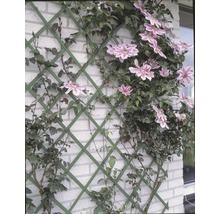 Klimplanten met bloemen op klimrek aan een muur