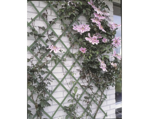 Klimplanten met bloemen op klimrek aan een muur