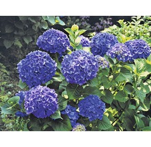 Blauwe hortensiastruik met groene bladeren