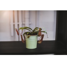 Bekerplant in een pot