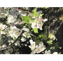 Appelbloesems aan een tak