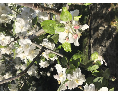 Appelbloesems aan een tak