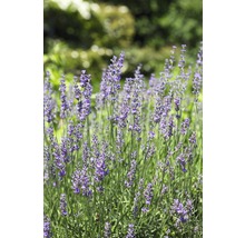 FLORASELF® Lavendel Lavandula angustifolia potmaat Ø 12 cm-thumb-5