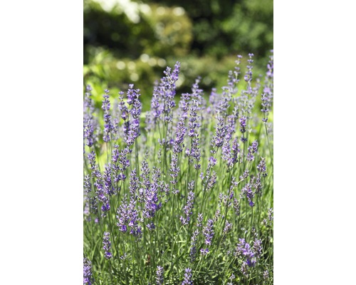 Close-up van lavendelbloemen in de tuin