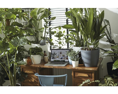 Kantoor met bureau, stoel, laptop en diverse kamerplanten in potten