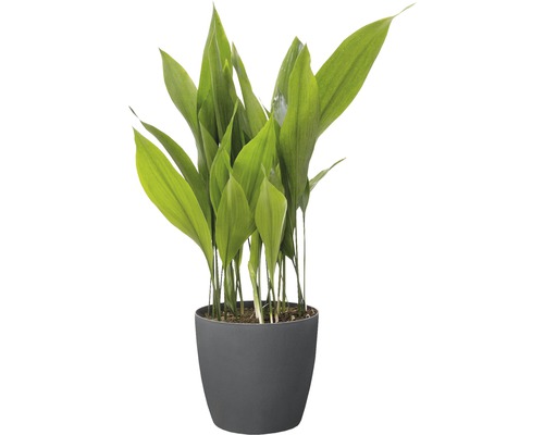 Lelietje-van-dalen in pot