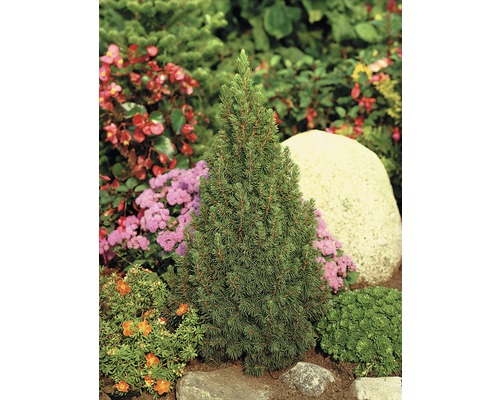 Dwergspar in tuinperk met stenen en diverse planten