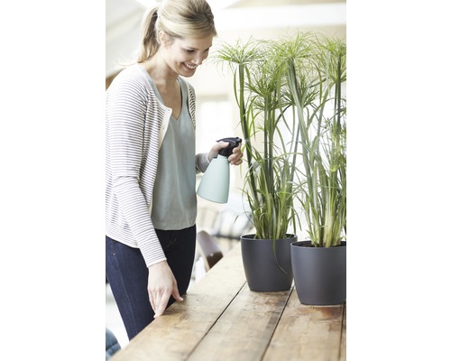 Vrouw besproeit Cypergras in een pot met een plantenspuit op een houten tafel.