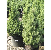 Twee dwergsparren in pot