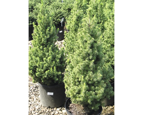 Twee dwergsparren in pot