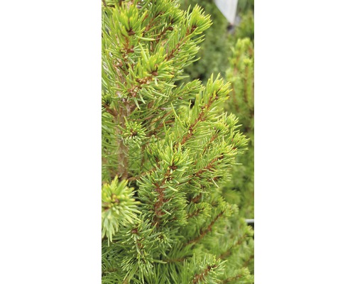 Close-up van een naaldboom met groene naalden