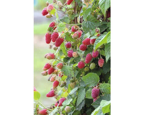 Frambozenplant met rijpe en onrijpe vruchten op een klimrek