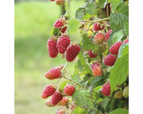 Frambozenstruik met rijpe en onrijpe vruchten