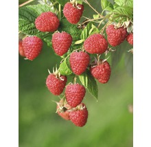 FLORASELF® Framboos Rubus idaeus 'Malling Promise' potmaat Ø24 cm