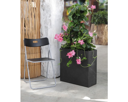 Scene met een Mandevilla klimplant in een rechthoekige stenen plantenbak, naast een klapstoel.