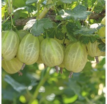 FLORASELF Kruisbes Ribes uva-crispa 'Invicta' potmaat Ø 22.5 cm H 100-120 cm