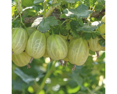 Close-up van kruisbessen aan de struik