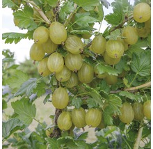 FLORASELF Kruisbes Ribes uva-crispa 'Invicta' potmaat Ø 22.5 cm H 100-120 cm