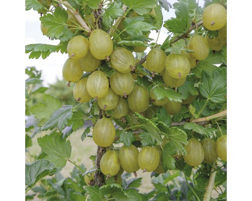 FLORASELF Kruisbes Ribes uva-crispa 'Invicta' potmaat Ø 22.5 cm H 100-120 cm