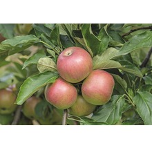 Appelboom met rijpe appels