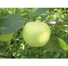 Appel aan de boom