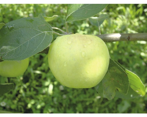 FLORASELF® Appelboom Malus domestica potmaat Ø24 cm