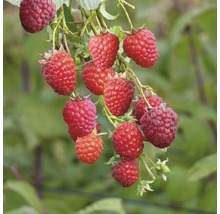 FloraSelf Framboos Rubus idaeus 'Schönemann' potmaat Ø 19 cm H 40-60 cm